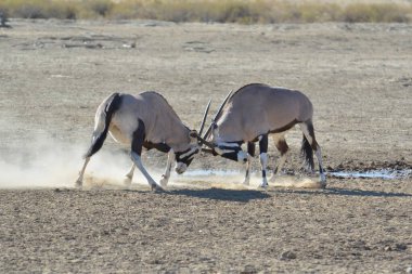 Savanada vahşi bir hayvan sürüsü