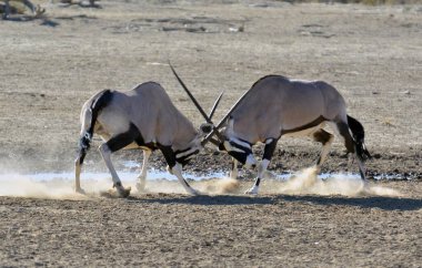 Savanadaki Afrikalı bufalo