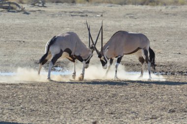Çölde güzel bir beyaz boğa resmi.