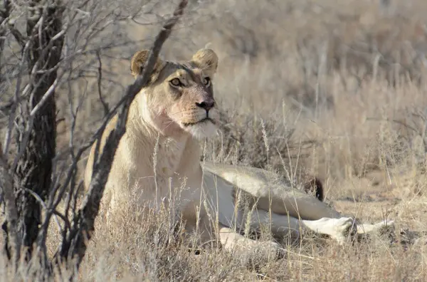 Afrika aslanı Kruger National park, Güney Afrika