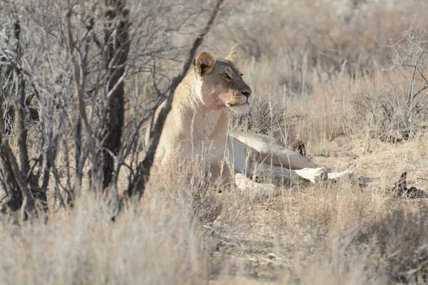 Afrika 'nın bozkırındaki aslan