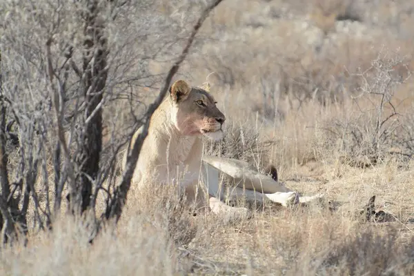 Aslan etkin, Namibia