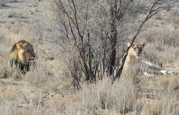 Vahşi doğadaki aslanlar.
