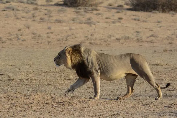 Namibya 'da Etoşa' da aslan