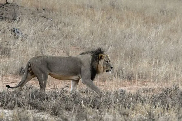Namibya 'da Etoşa' da aslan