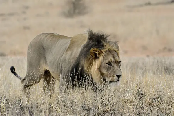 Kenya savanındaki aslan