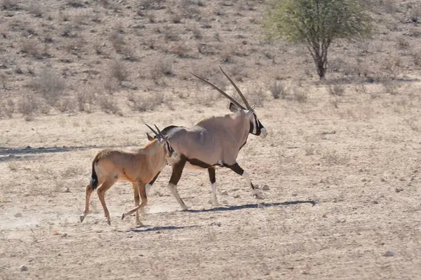 wild kudu antelope animals in the savannah