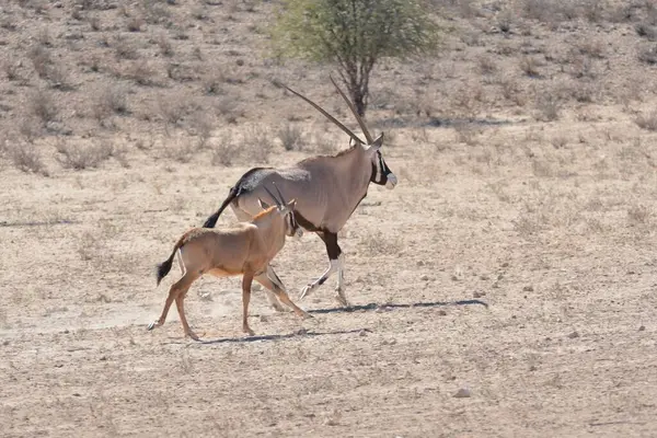 a beautiful shot of a gazelle in the desert
