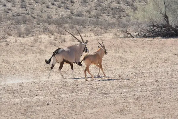 wild animals, nature shot, flora and fauna