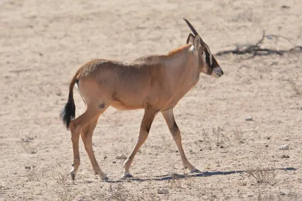 Afrika savanındaki vahşi antilop.