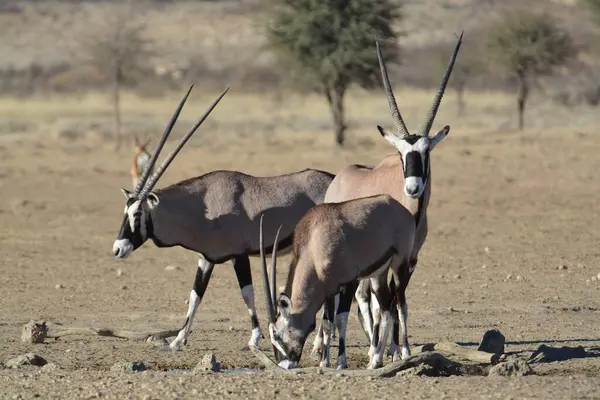 wild gazelle in africa in the nature reserve