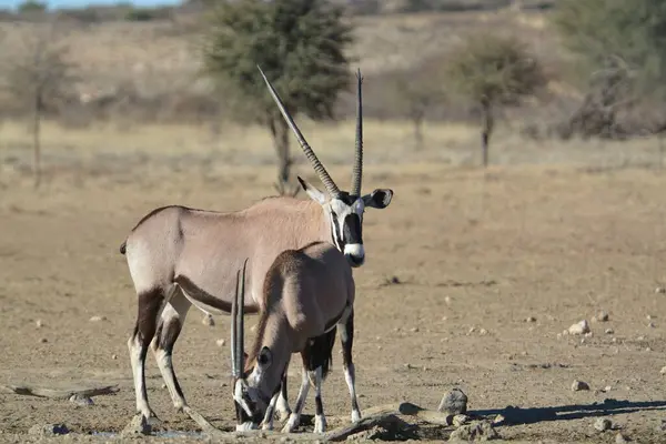 a group of gazelle in the desert, etosha national park in namibia.