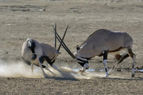 white - wildebeest ( connoetes notachaes ) walking in the desert, namibia