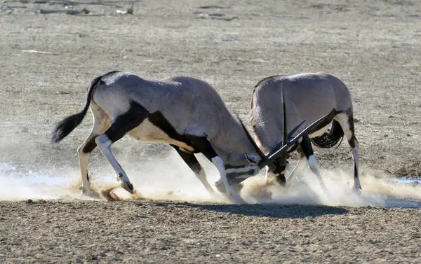 Tarlada bir at sürüsü