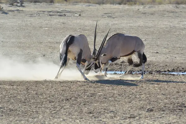 Bir zebra sürüsü çölde yürüyor.
