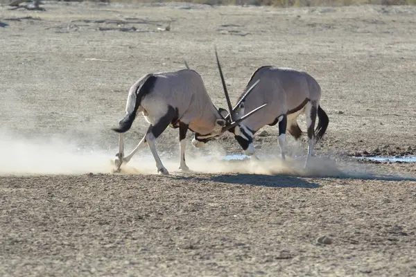 Bir grup zebra çölde savaşıyor.