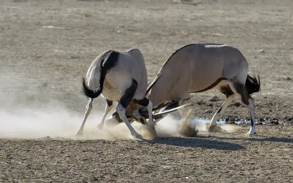 Doğadaki vahşi hayvanlar, hayvanlar