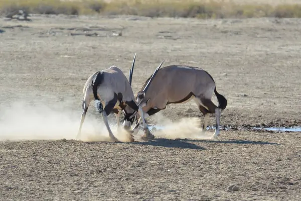 savana vahşi hayvanlar