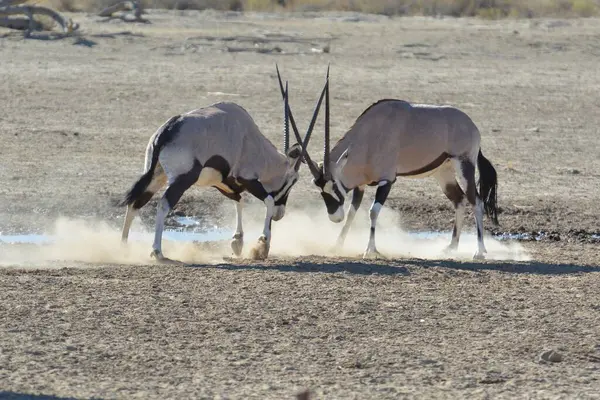 Çölde güzel bir beyaz boğa resmi.