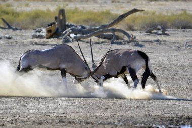 Çölde bir at sürüsü