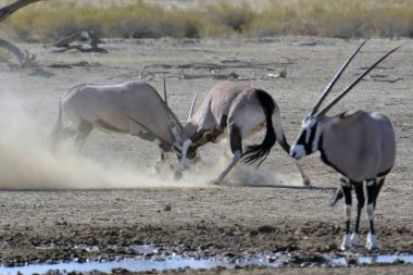 Bir grup zebra bozkırda