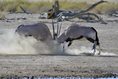 Namibya 'daki beyaz antiloplar
