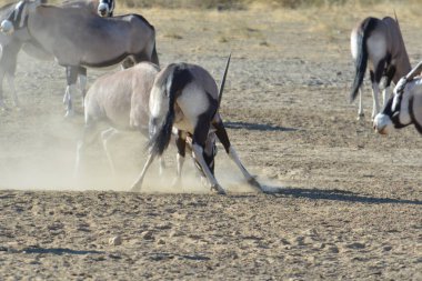 Amerika 'daki Utah çölünde vahşi atlar.