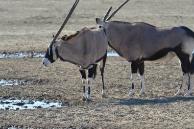 Beyaz - x - ceylanın yakın plan fotoğrafı bulanık arkaplan