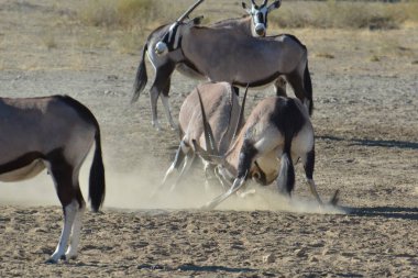 Çölde vahşi atlar