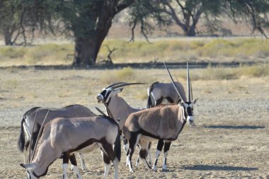 Kenya bozkırında vahşi antilop ceylanları.