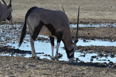 Siyah - ve - beyaz - antilop - chaoetus dechaus küçük şekilli - deforme olmuş