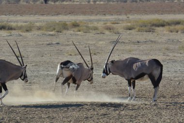 Zebra sürüsü savanada koşuyor.