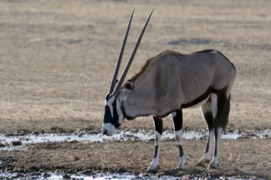 Kara Afrika antiloplarının vahşi doğadaki yakın çekimi.