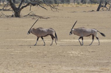 Beyaz - Antiloplar, Chanochaus, etosha Ulusal Parkı, Namibya, Afrika,