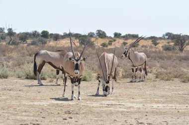 Savanada yürüyen zebra sürüsü