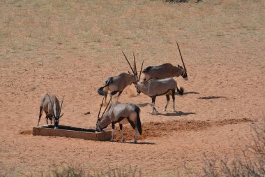 Namibya 'da vahşi geyikler