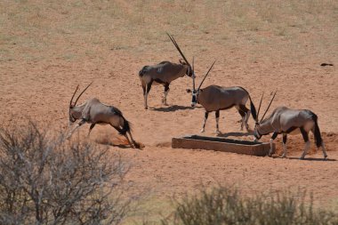 Afrika bozkırlarında vahşi geyikler