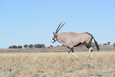 Çölde büyük beyaz bir antilop.