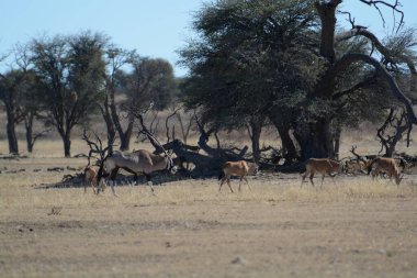 Kenya savanasında bir kuş sürüsü