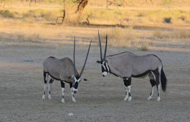 Çölde koşan bir zebra sürüsü.