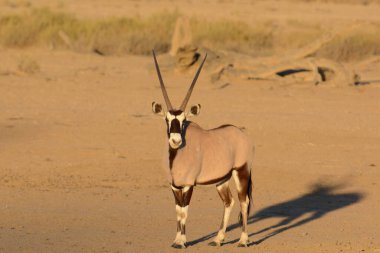 Afrika bozkırlarında vahşi antiloplar