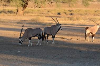 Çölde beyaz ve siyah ceylan