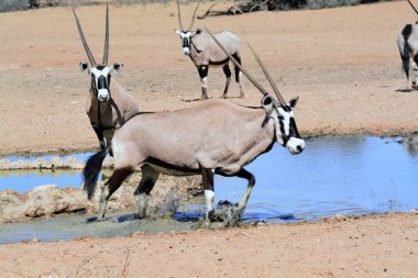 Suyun içindeki zebra sürüsünün güzel bir görüntüsü.