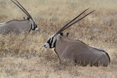 Kenya bozkırında bir çift zebra.