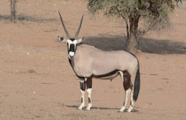 Çöldeki beyaz bir antilobun güzel bir görüntüsü.