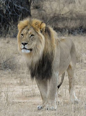 Erkek aslan, panthera leo, toprakta duruyor.