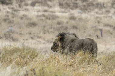 Otların arasında yürüyüş aslan
