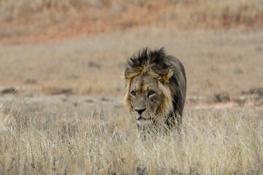 Afrika 'nın bozkırında, savananın ortasında.