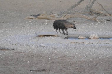 Afrika devekuşu (loxodonus) - Afrika kuşu, namibya