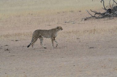 Afrika bozkırındaki çita.